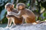 The first chimeric monkey was born in a Shanghai laboratory