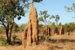 The architectural secret of termites