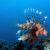 Lionfish are invading the Mediterranean