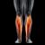 The importance of the soleus muscle