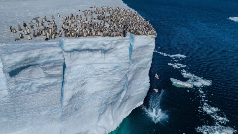 The penguins jumping off the cliff are a spectacle never before filmed.