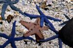 Starfish are nothing more than a head
